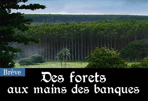 Banque et forêt