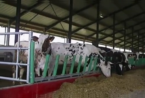 Ferme des 1000 vaches