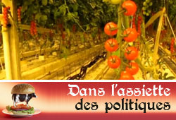 Tomates sous serre